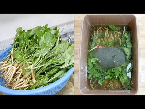 고들빼기 삭히기와 손질법 ( Ferment Korean lettuce in salt )