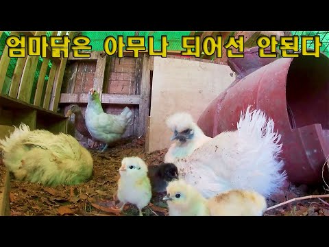 #230.『동물농장-닭들의 품격』 41화.엄마닭은 아무나 되는게 아니다.(# 거위)