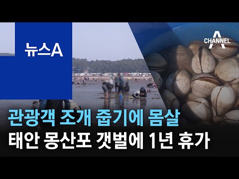 관광객 조개 줍기에 몸살…태안 몽산포 갯벌에 1년 휴가 | 뉴스A
